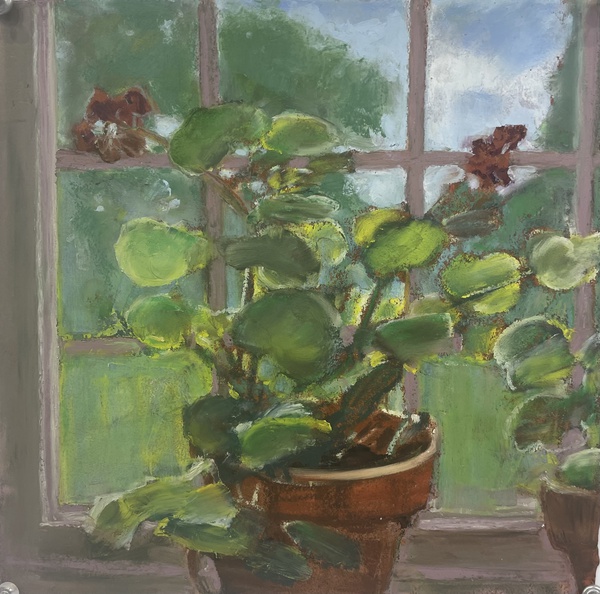 Daisy Craddock - Steve’s Geraniums