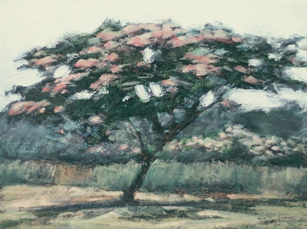 Daisy Craddock - Mimosa Study