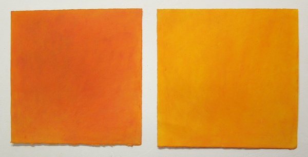Daisy Craddock - Apricot (organic) Great Barrington