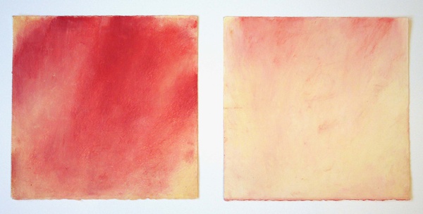 Daisy Craddock - White Peach