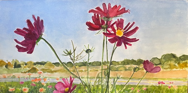 Daisy Craddock - Cosmos on County Route 6