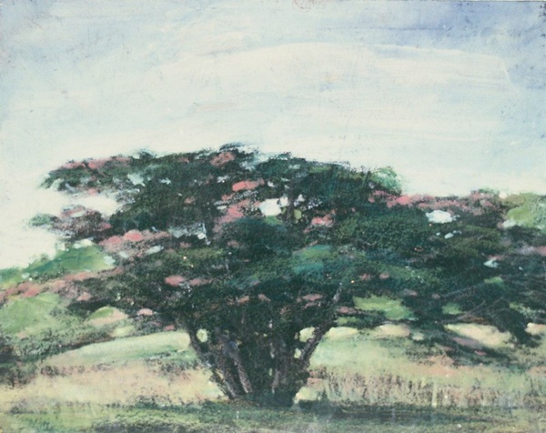 Daisy Craddock - Mimosa Study