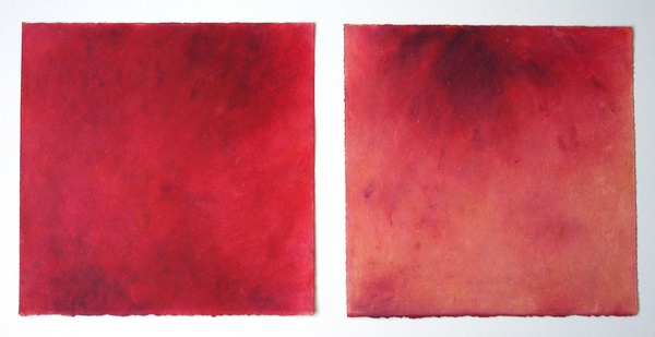 Daisy Craddock - Nectarine